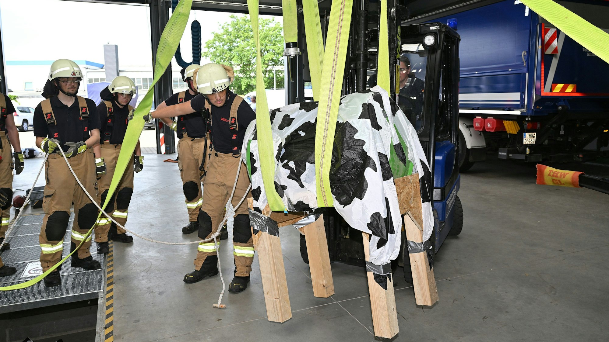 Bei der Jahresübung der Feuerwehr Bergisch Gladbach wird eine Kuh mit Schlauchschlingen aus einer Grube gehoben.