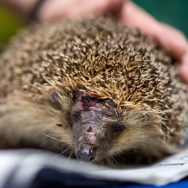 Ein Igel mit einer Kopfverletzung sitzt auf einer Zeitung.