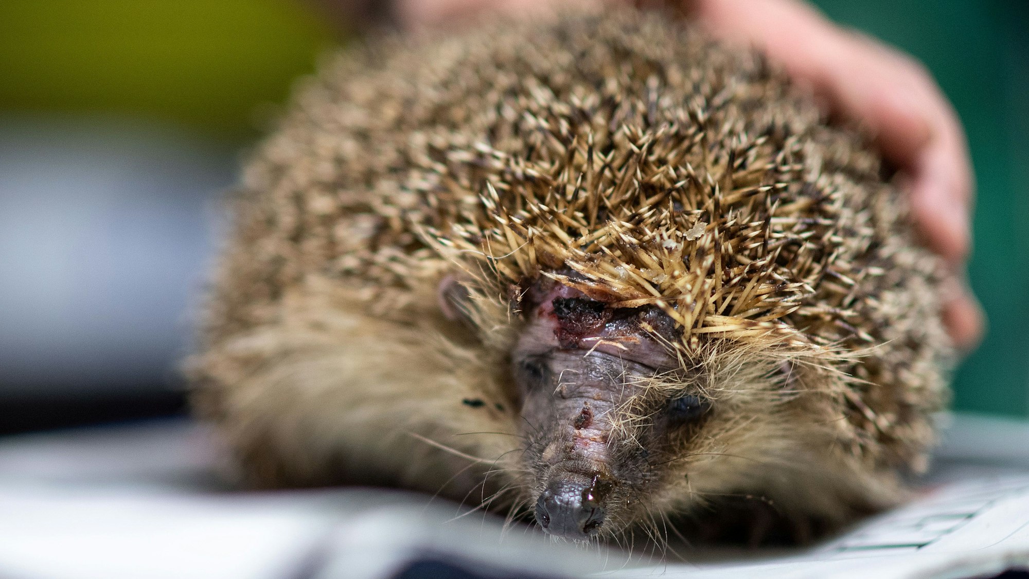 Ein Igel mit einer Kopfverletzung sitzt auf einer Zeitung.