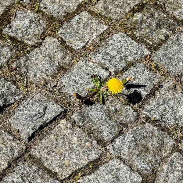 Eine Löwenzahnpflanze blüht zwischen Pflastersteinen.