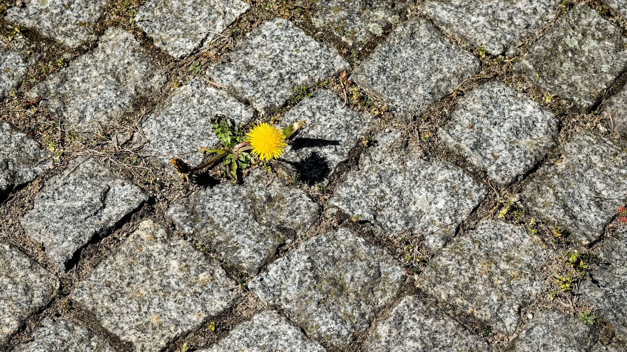 Eine Löwenzahnpflanze blüht zwischen Pflastersteinen.
