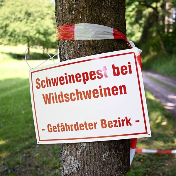 Ein Schild mit der Aufschrift «Schweinepest bei Wildschweinen - Gefährdeter Bezirk - » hängt an einem Baum an einem Waldweg.