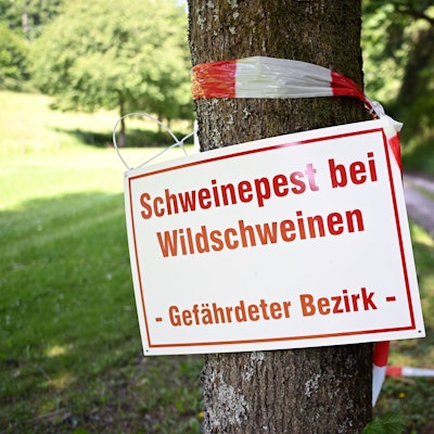 Ein Schild mit der Aufschrift «Schweinepest bei Wildschweinen - Gefährdeter Bezirk - » hängt an einem Baum an einem Waldweg.