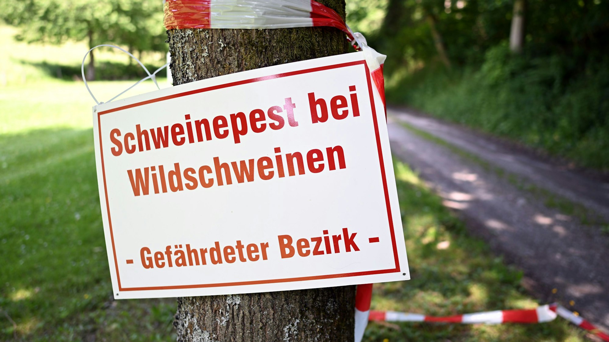 Ein Schild mit der Aufschrift «Schweinepest bei Wildschweinen - Gefährdeter Bezirk - » hängt an einem Baum an einem Waldweg.