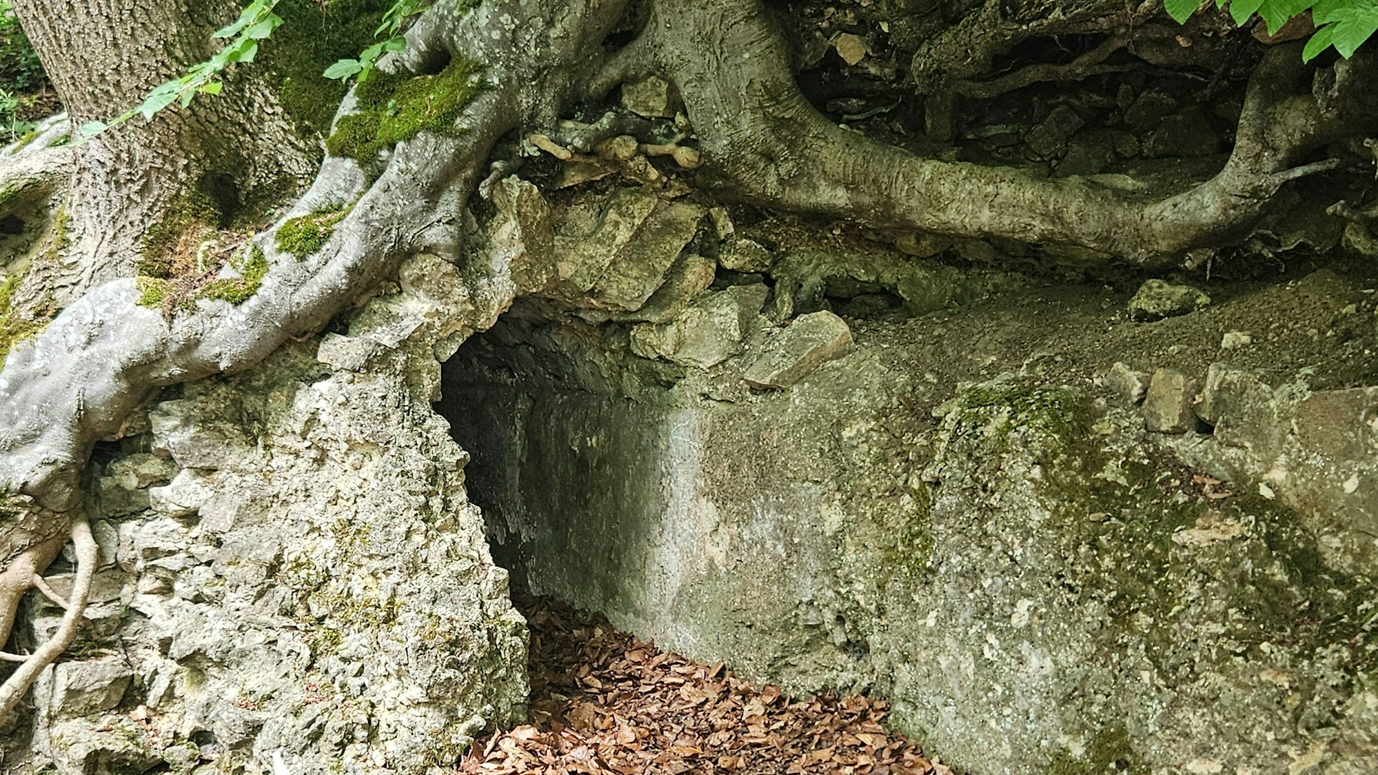Blick auf einen Aufschluss des Römerkanals auf dem Weg zur Stolzenburg: Über dem Kanal wachsen Bäume und Wurzeln.