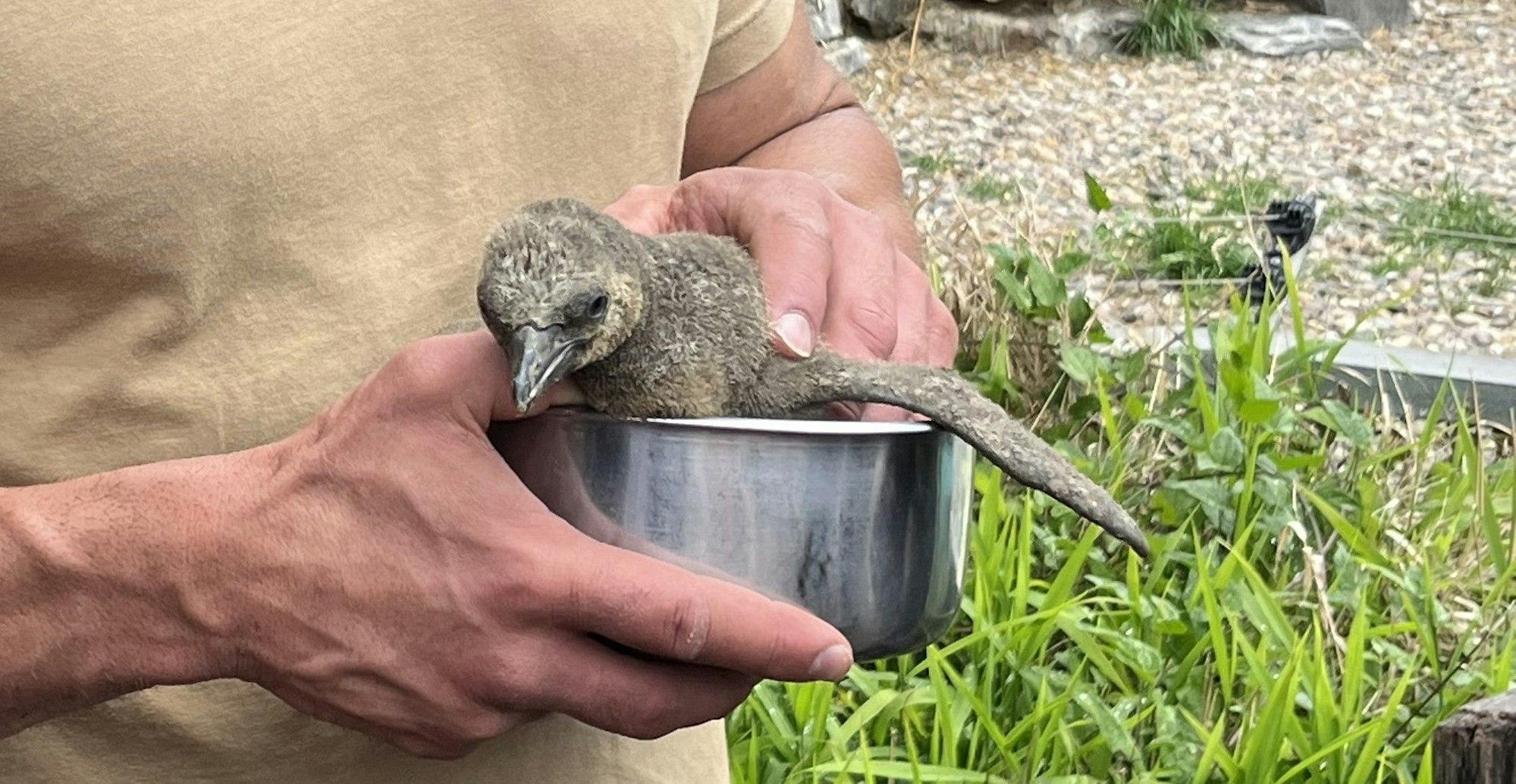 Der kleine Pinguin Pinte ist tot.