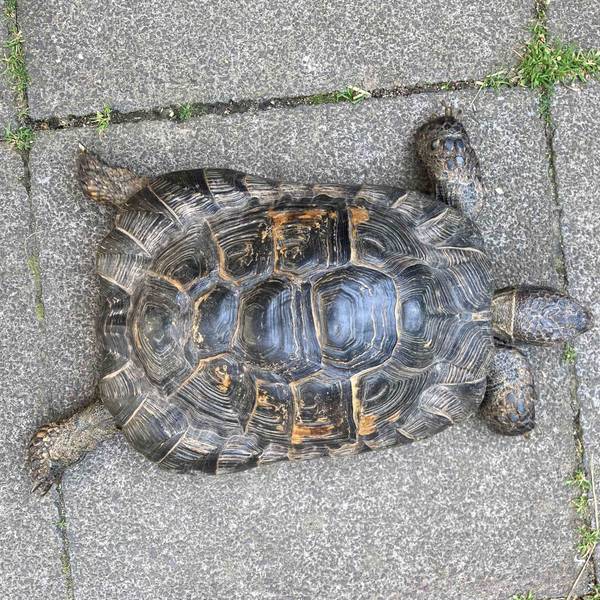 Das Bild zeigt eine Schildkröte.