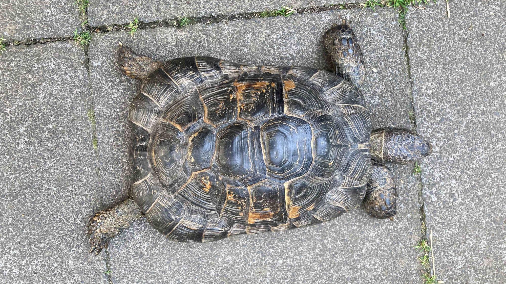 Das Bild zeigt eine Schildkröte.