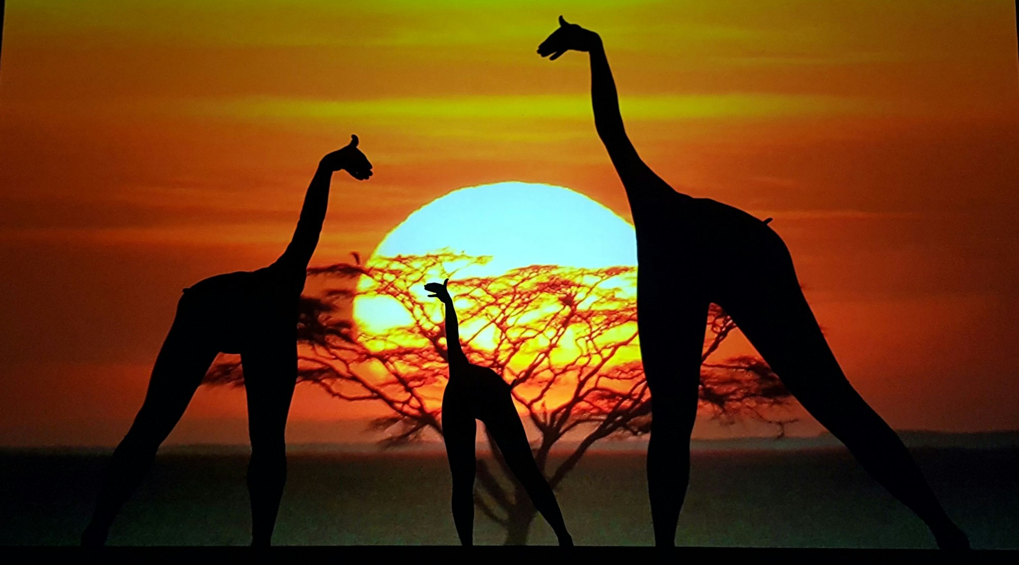 Drei Giraffen sind vor einem Sonnenuntergang zu sehen.