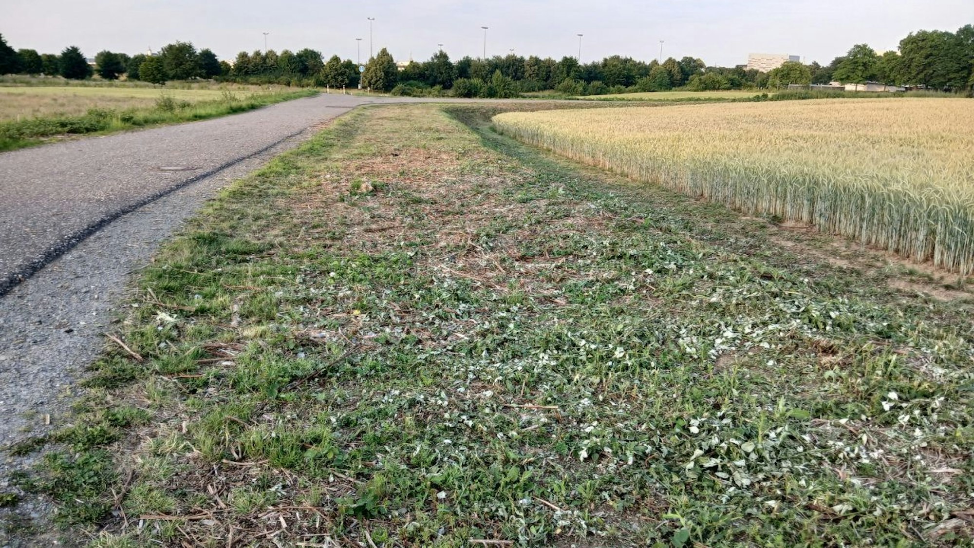 Das Areal am Butterberg soll bebaut werden, Naturschützer sehen den Lebensraum von Amphibien gefährdet.