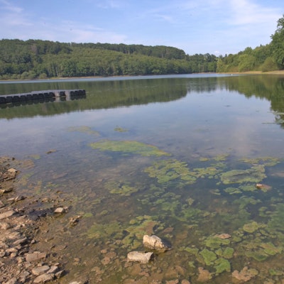 Sie riechen nicht gut, sind unter Umständen gefährlich und unappetitlich sowieso: In der Lingesetalsperre in Marienheide treiben wieder die Blaualgen. Und das Schwimmen ist an einer der drei offiziellen Badestellen erneut verboten.