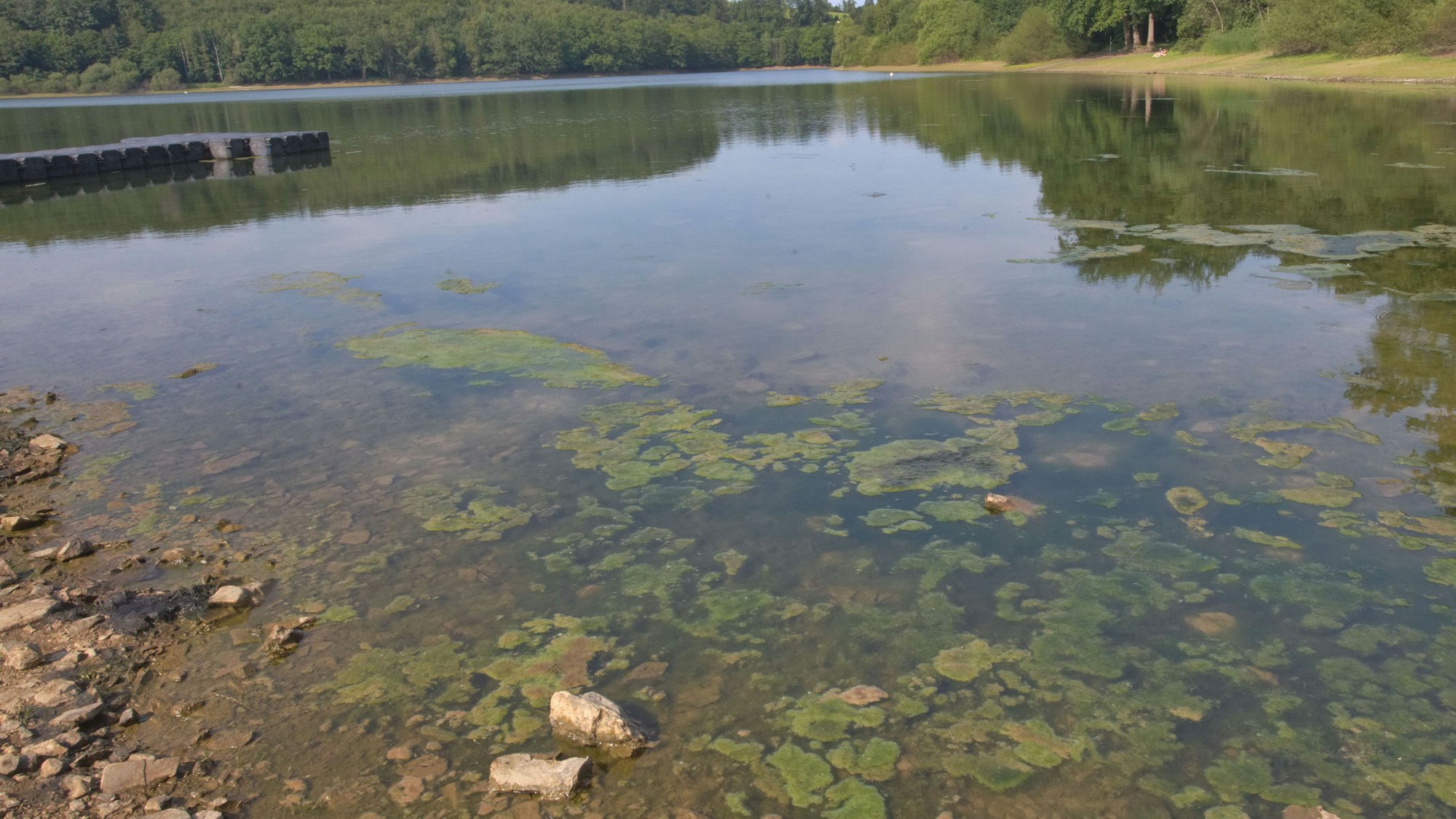 Sie riechen nicht gut, sind unter Umständen gefährlich und unappetitlich sowieso: In der Lingesetalsperre in Marienheide treiben wieder die Blaualgen. Und das Schwimmen ist an einer der drei offiziellen Badestellen erneut verboten.