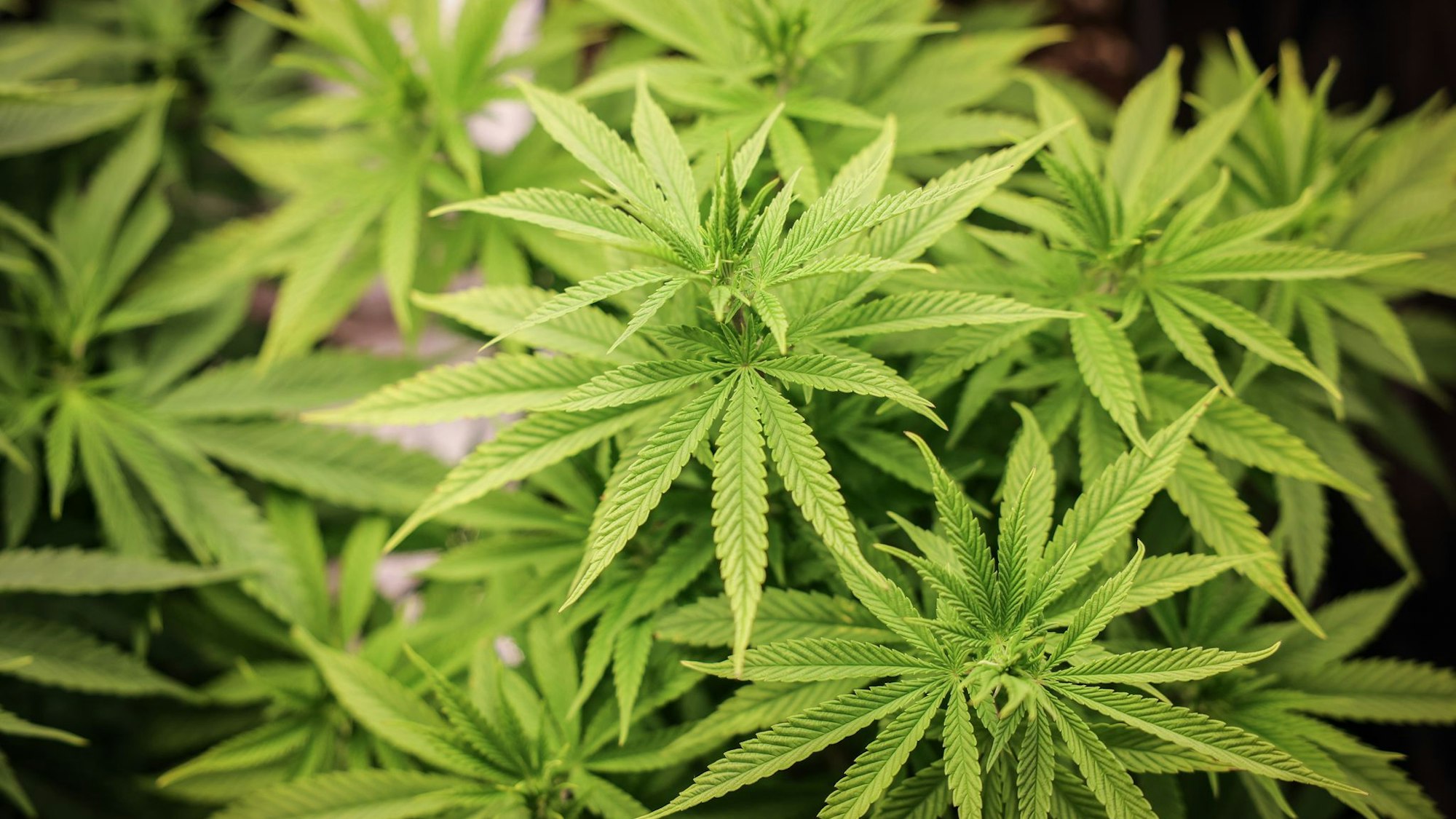 In NRW sind knapp ein Jahr nach dem Start 76 Anbauvereinigungen für Cannabis genehmigt worden. (Illustration)