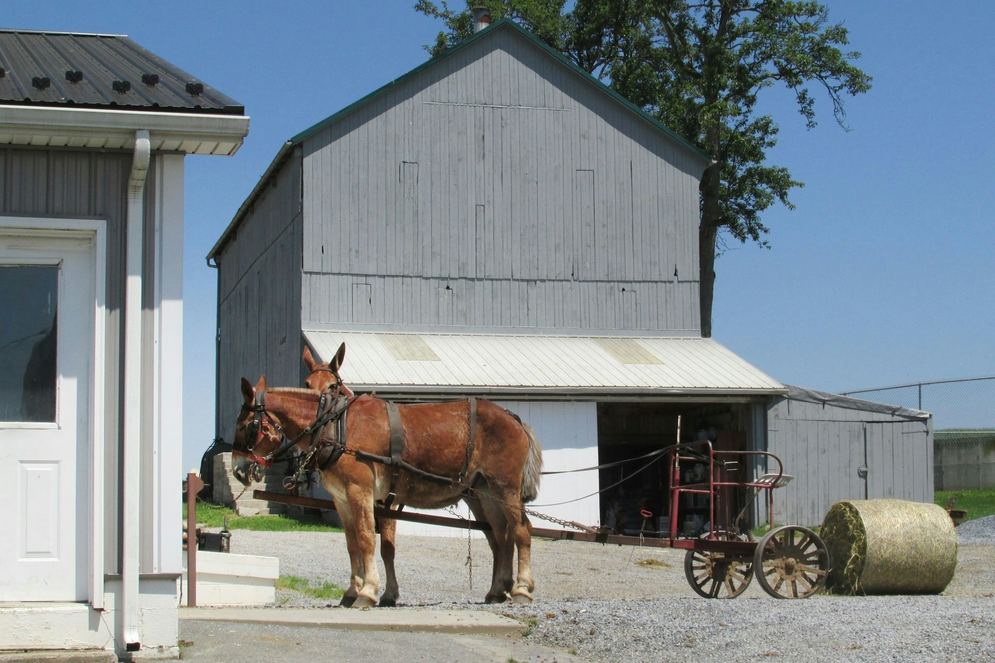 Szene wie aus einer anderen Zeit: Nutztiere und altes landwirtschaftliches Gerät an der «Beacon Hollow Farm» in Gordonville.