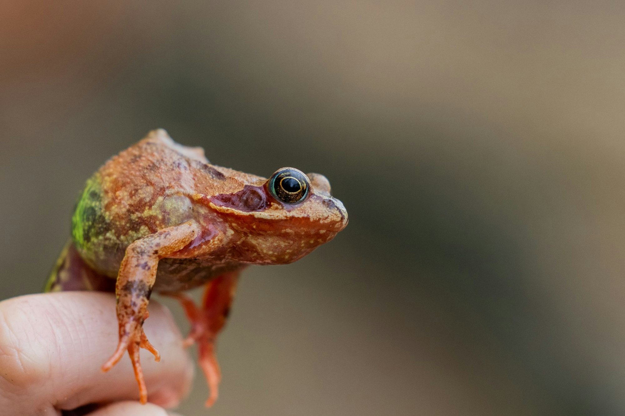 «Der Grasfrosch geht in allen Regionen zurück», berichtete der Nabu NRW über die Beobachtung der Amphibienwanderung im Frühjahr. (Archivfoto)