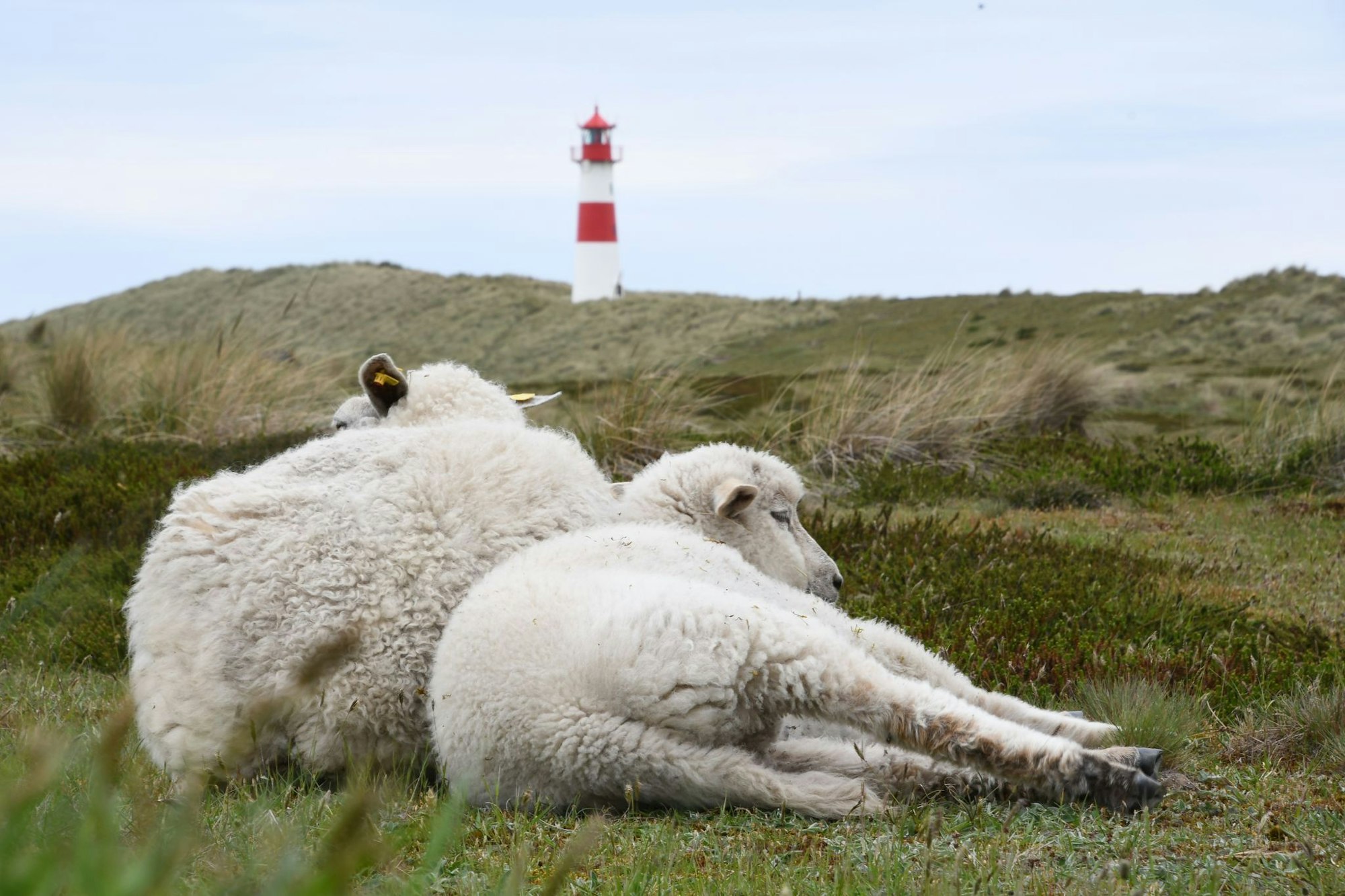 Der Goldschakal, der auf Sylt Dutzende Lämmer gerissen hat, darf wieder gejagt werden (Archivbild).