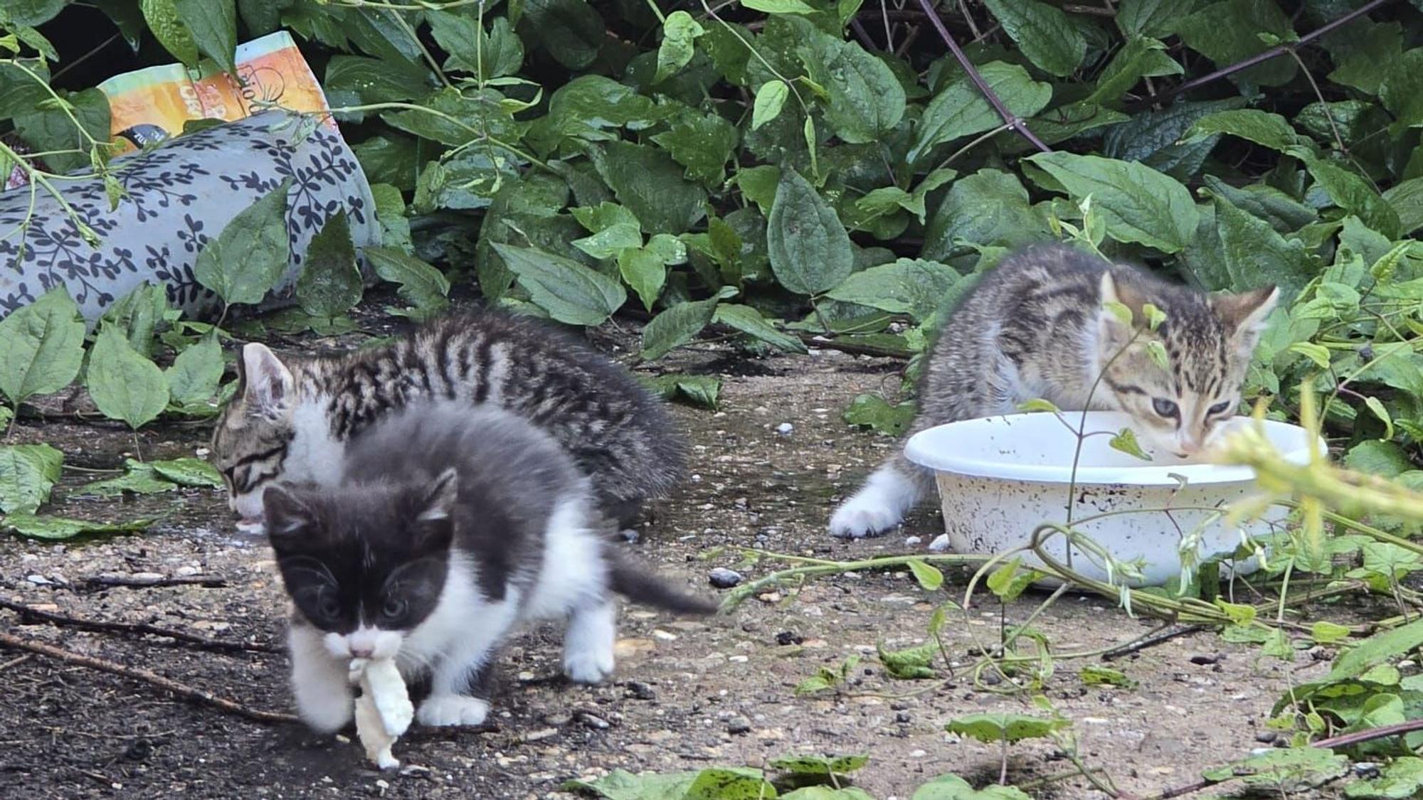Wilde Katzen auf dem Großmarktgelände.