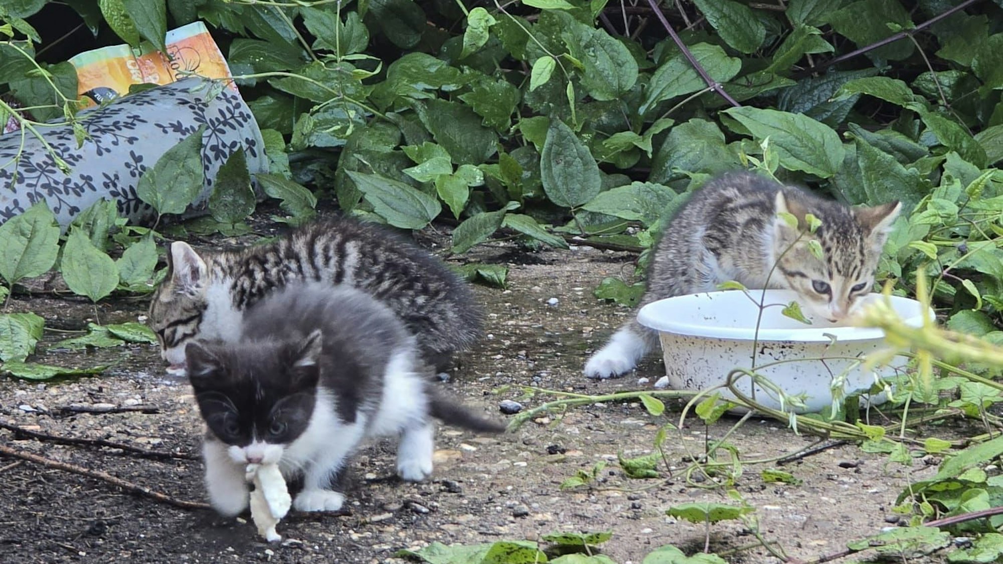 Wilde Katzen auf dem Großmarktgelände.