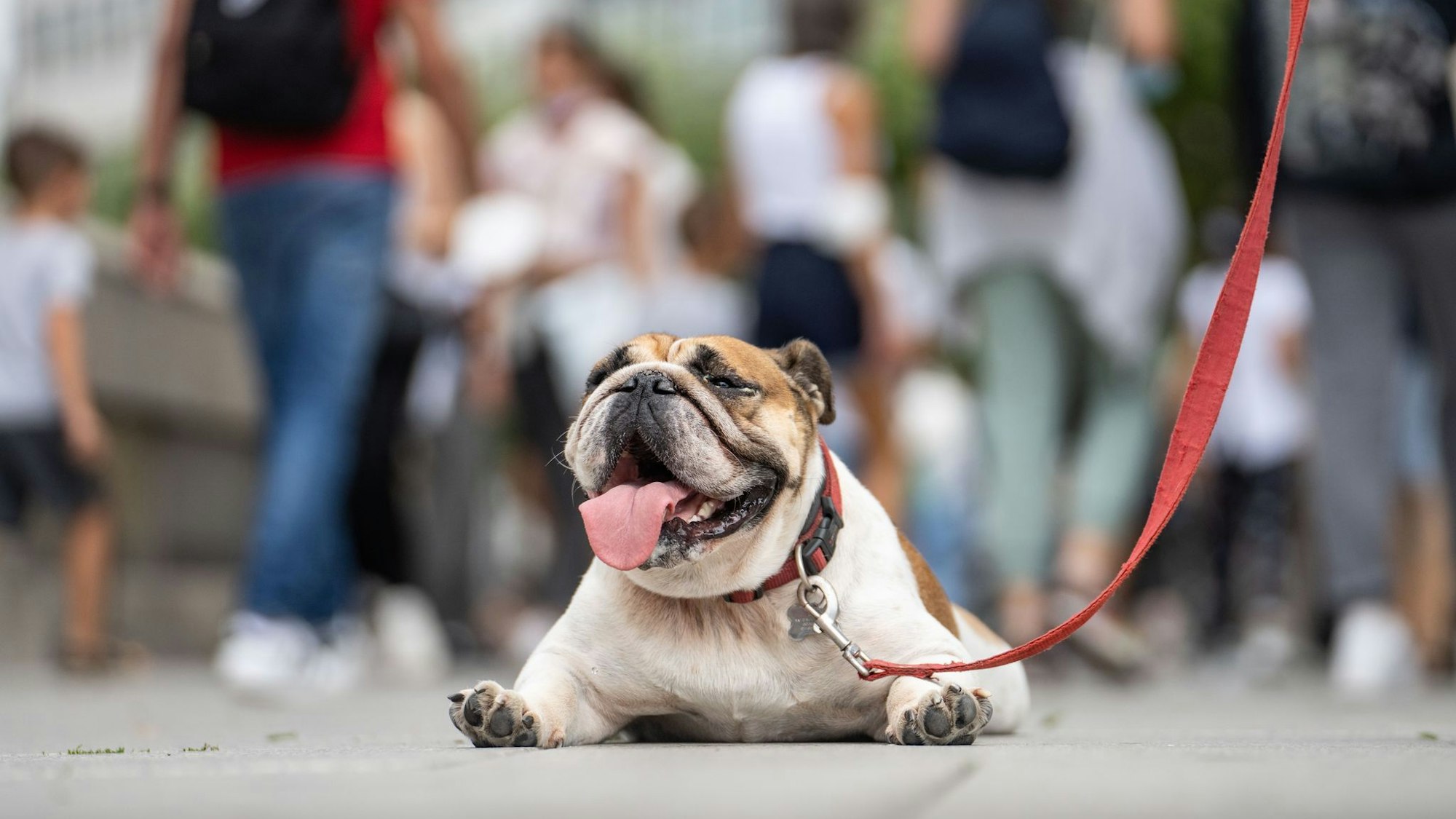 Überhitzung erkennen: Ein Hund liegt Flach auf dem Boden und hechelt vor Hitze.