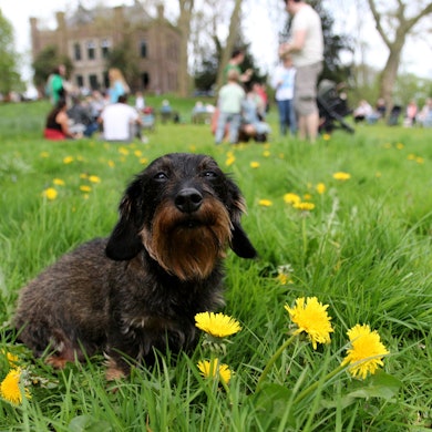 Auf dem Foto ist eine Dackeldame zu sehen, die auf einer Wiese sitzt.