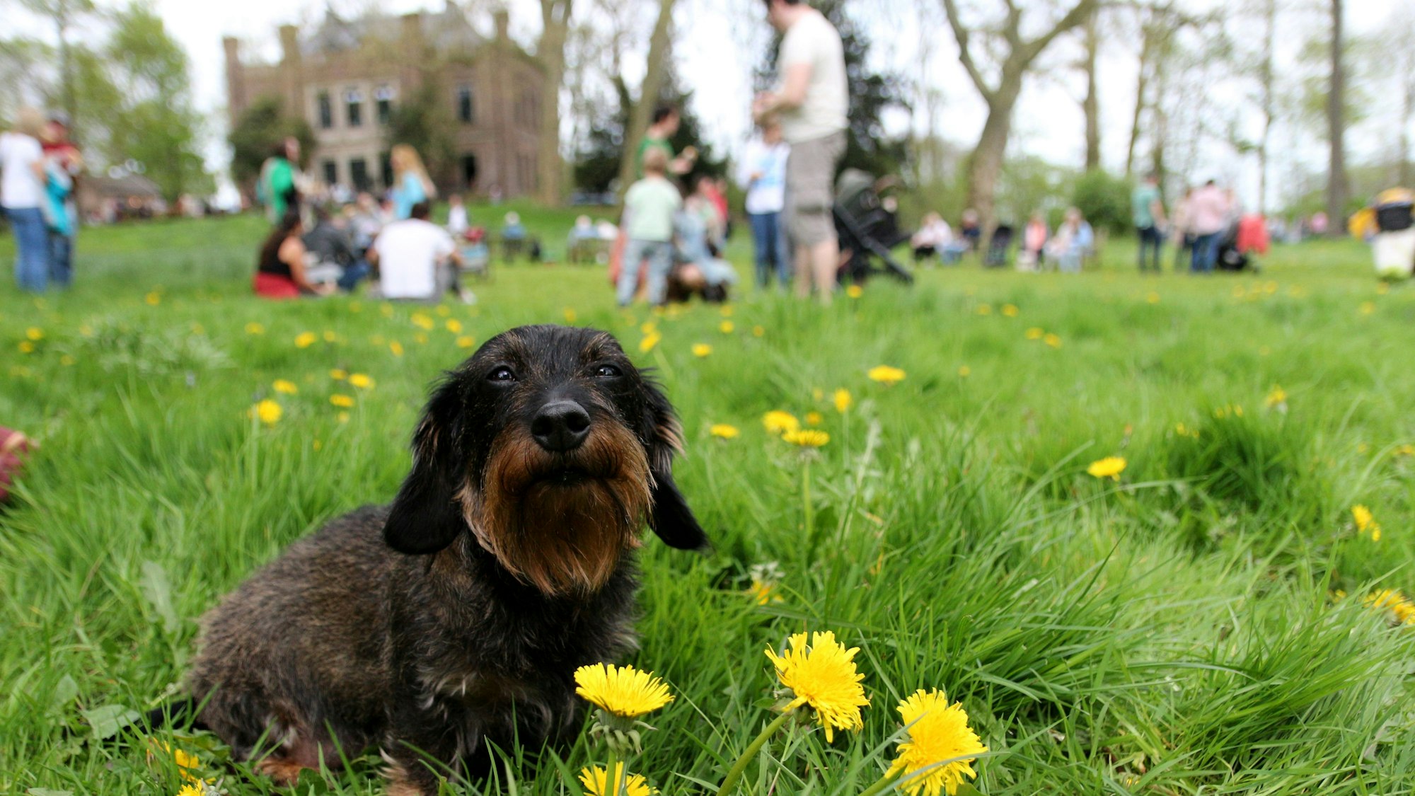 Auf dem Foto ist eine Dackeldame zu sehen, die auf einer Wiese sitzt.