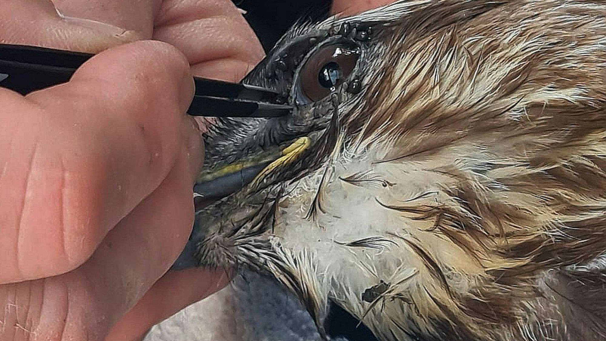 Auf dem Bild ist eine Männerhand mit Pinzette zu sehen, er versucht Zecken rund um ein Bussardauge zu entfernen.