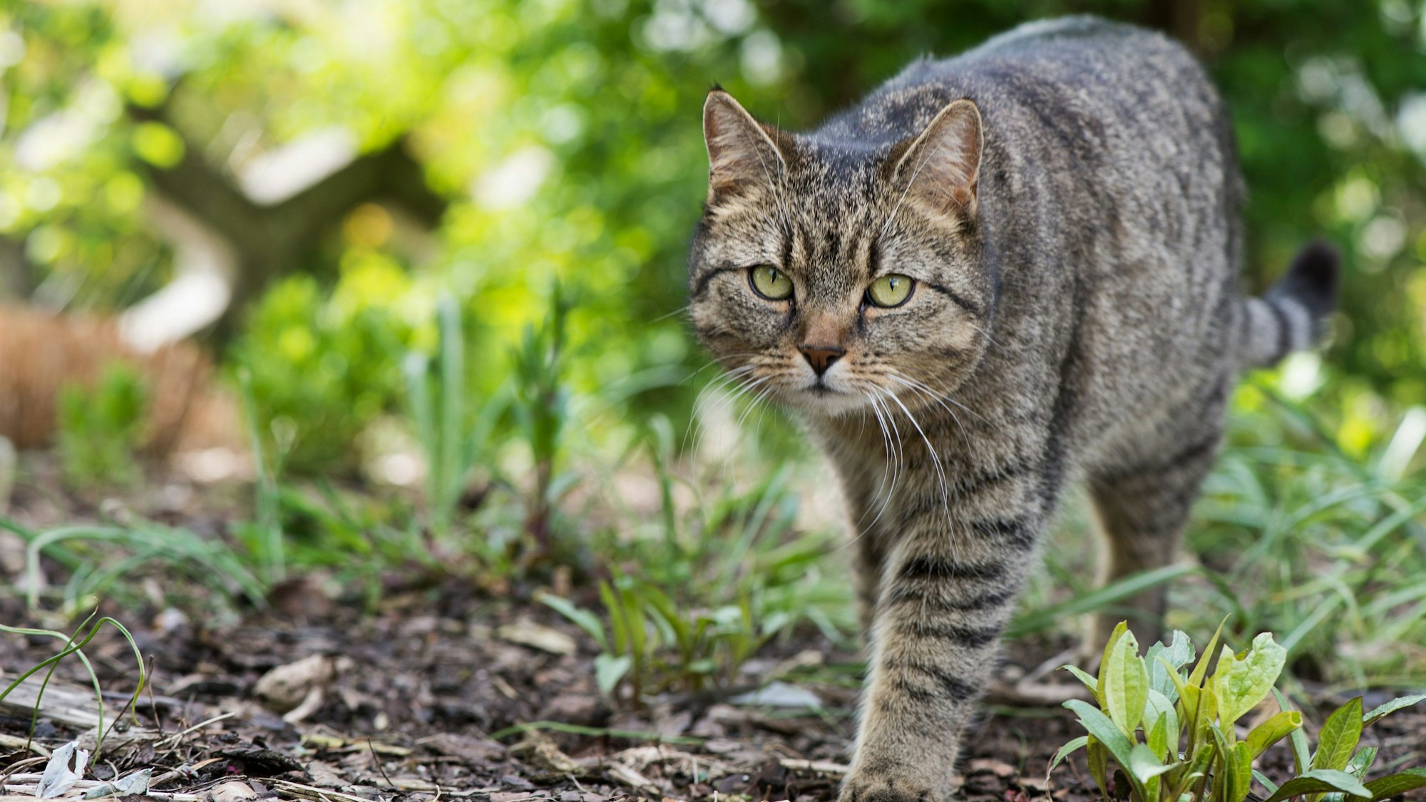 Eine Katze läuft draußen im Freien rum. (Archivbild)