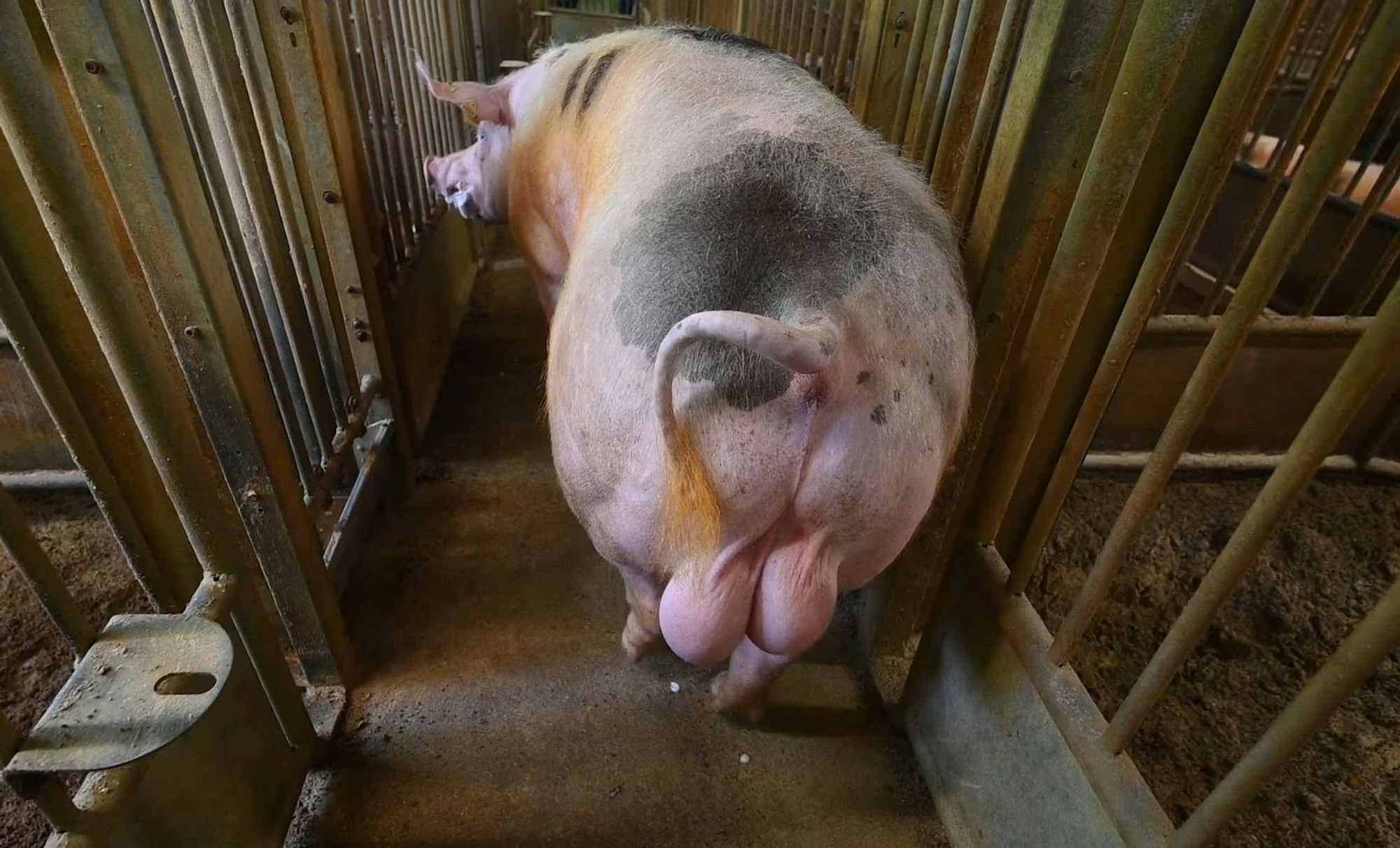 Ein Eber geht nach der Absamung in seinen Stall zurück. (Archivbild)