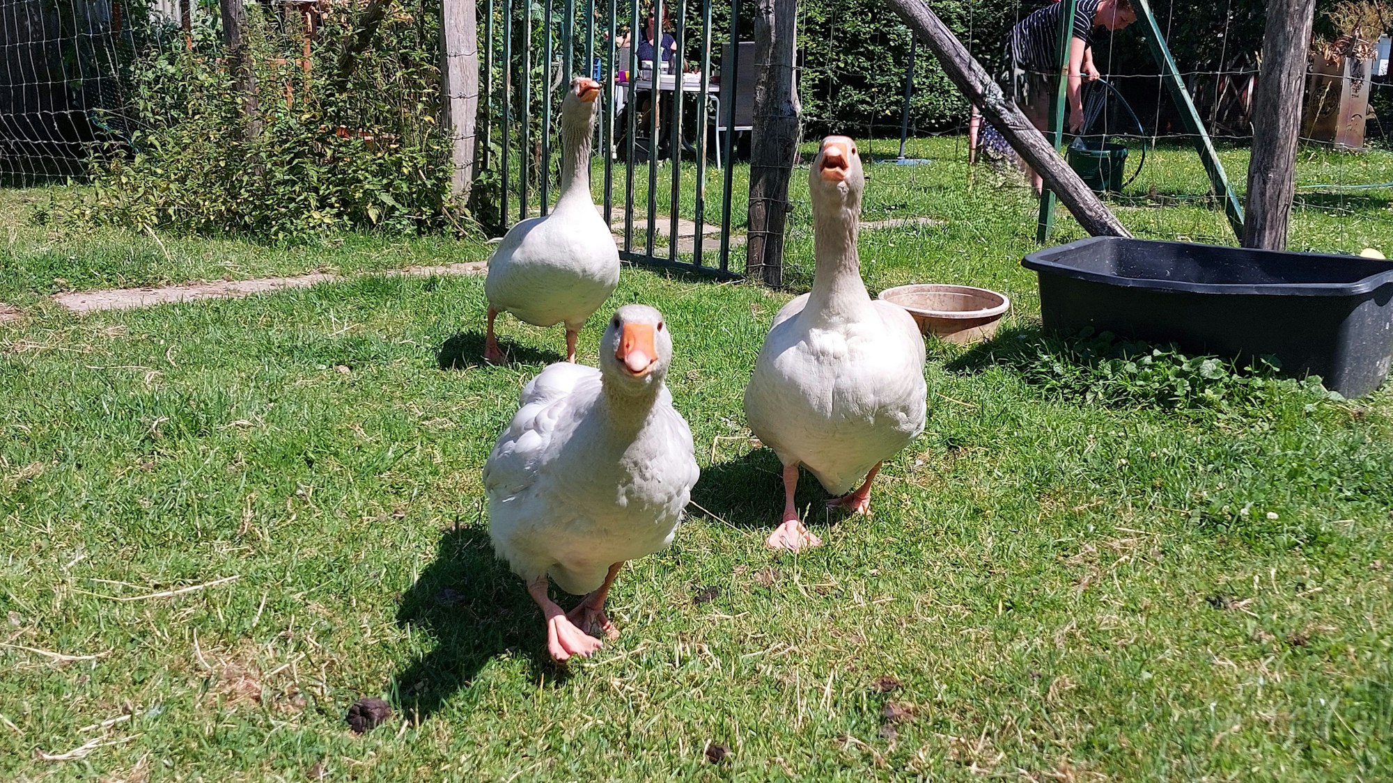 Kirschernte auf dem Hof Schreiber in Windeck, bei der Kirschliesl