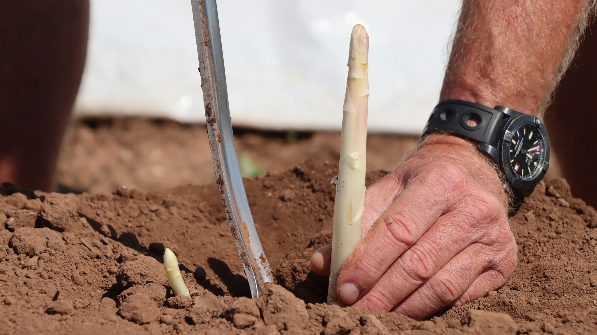 Auf dem Bild ist eine Spargelstange zu sehen, die gerade mit einem Werkzeug gestochen wird.