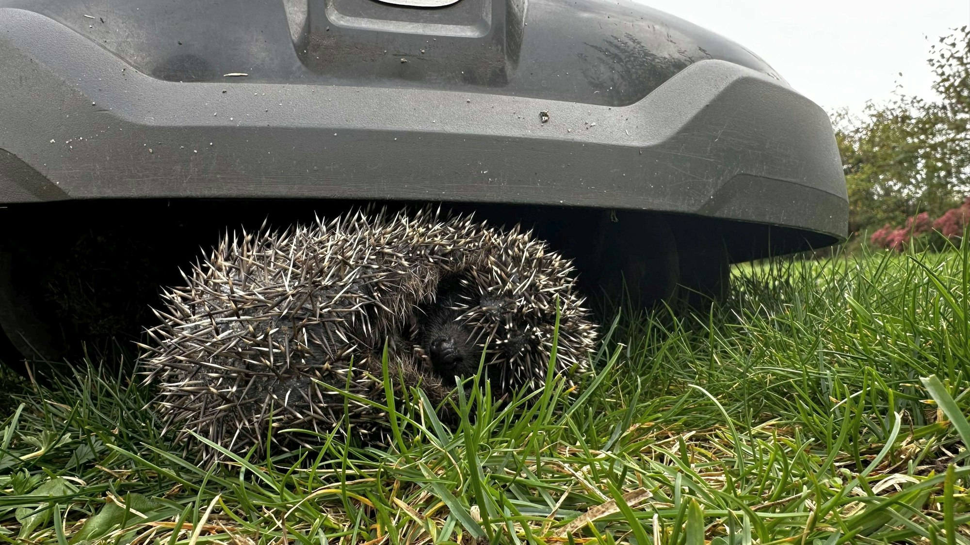 Mähroboter sind gefährlich für Igel, da sich die kleinen Tiere einrollen und vor den scharfen Messern nicht weglaufen.