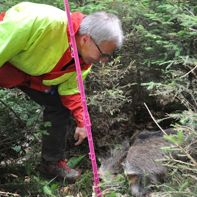Vorbereitungsmaßnahmen gegen Afrikanische Schweinepest: Rheinisch-Bergischer Kreis probte den Ernstfall. Hier: Der Fund einer Wildschweinattrappe.