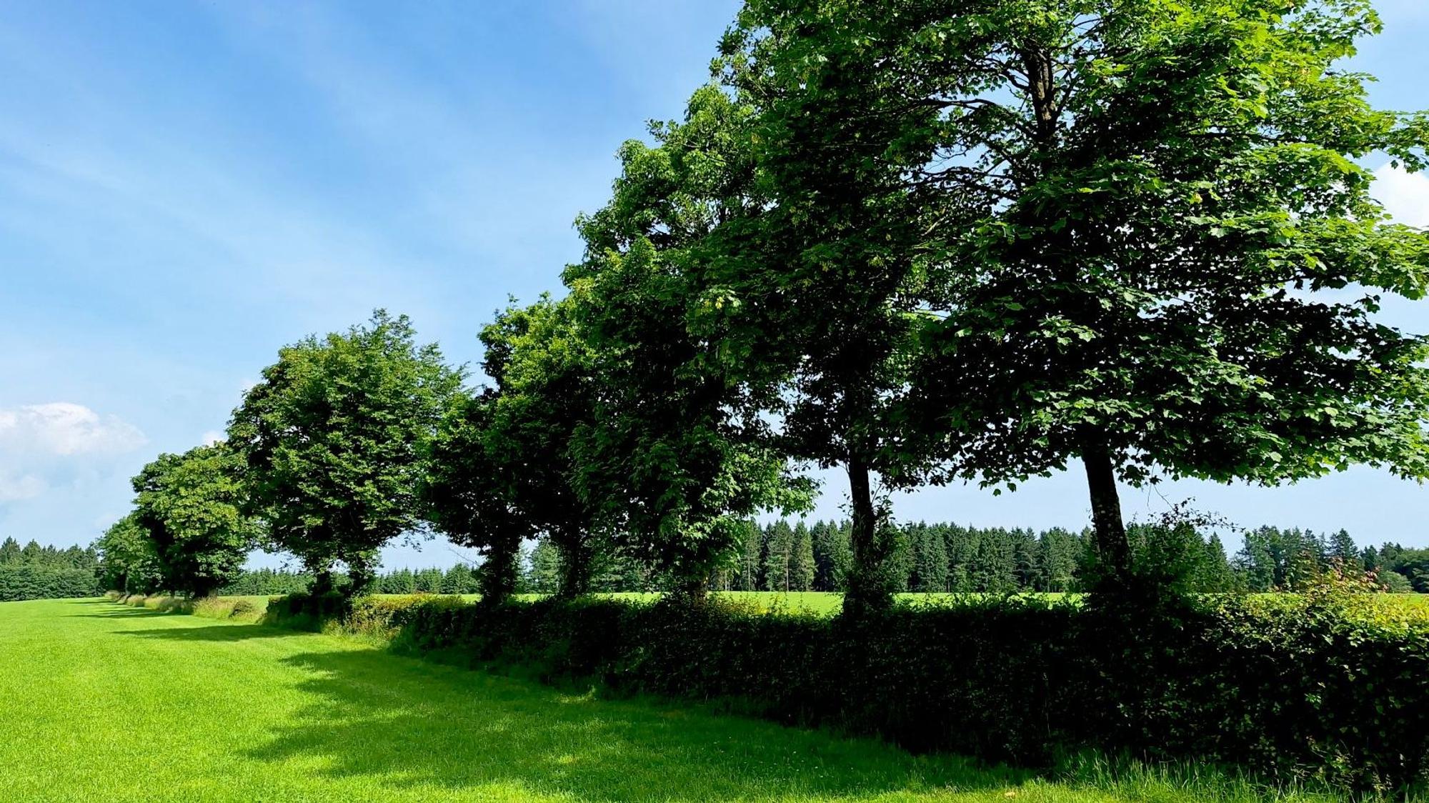 Auf einer Wiese sind Bäume und eine lange Hecke zu sehen. Sie sollen gefällt werden, damit ein Solarpark gebaut werden kann.