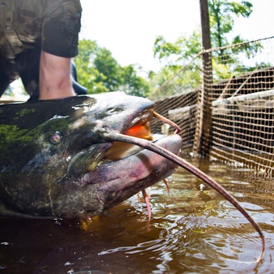 Ein Mann zeigt einen noch lebenden Wels, der knapp 40 Kilogramm schwer und etwa 1,80 Meter lang ist.