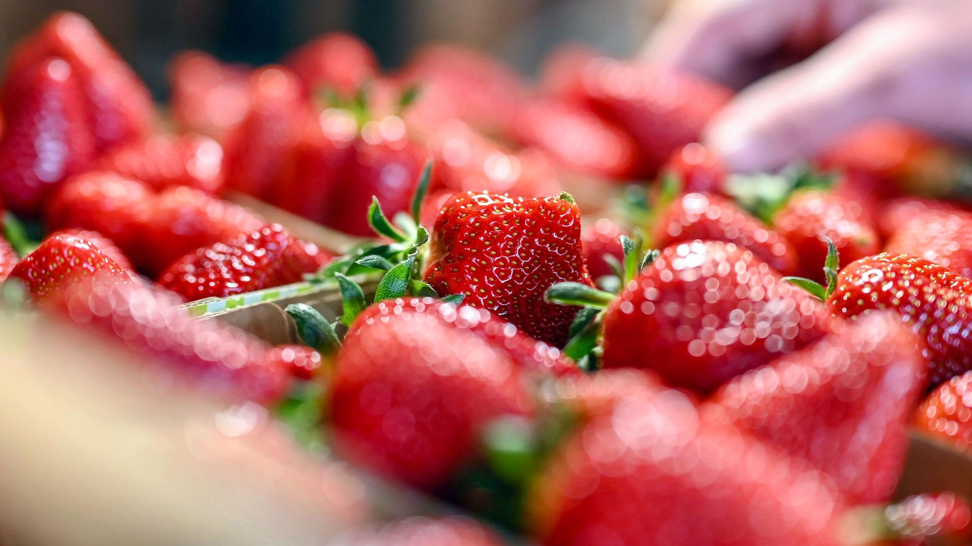 Beim Beerenhof Ell werden frisch geerntete Erdbeeren gezeigt.