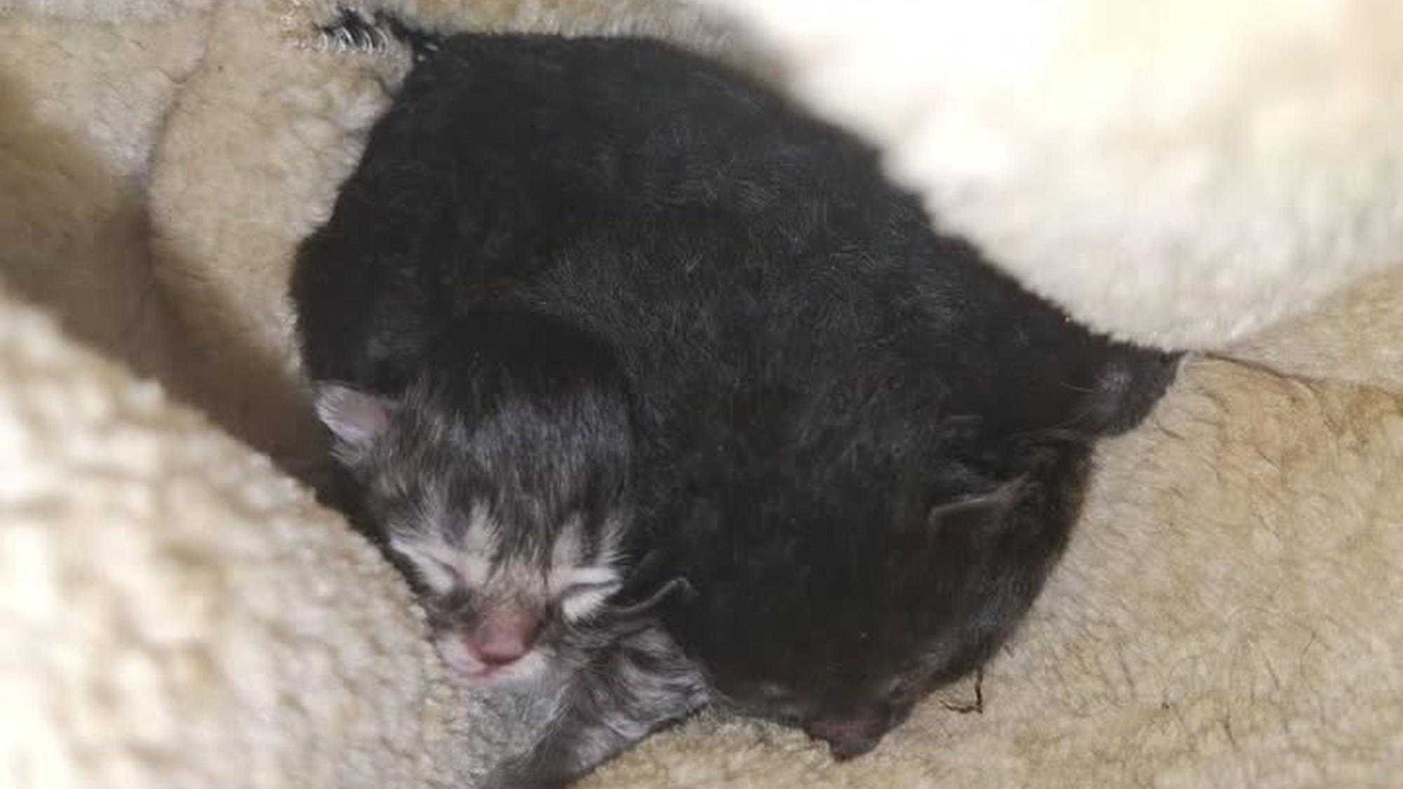 Dieses Katzenbaby wurde mit fünf weiteren Kitten vor dem Tierheim in Troisdorf ausgesetzt.