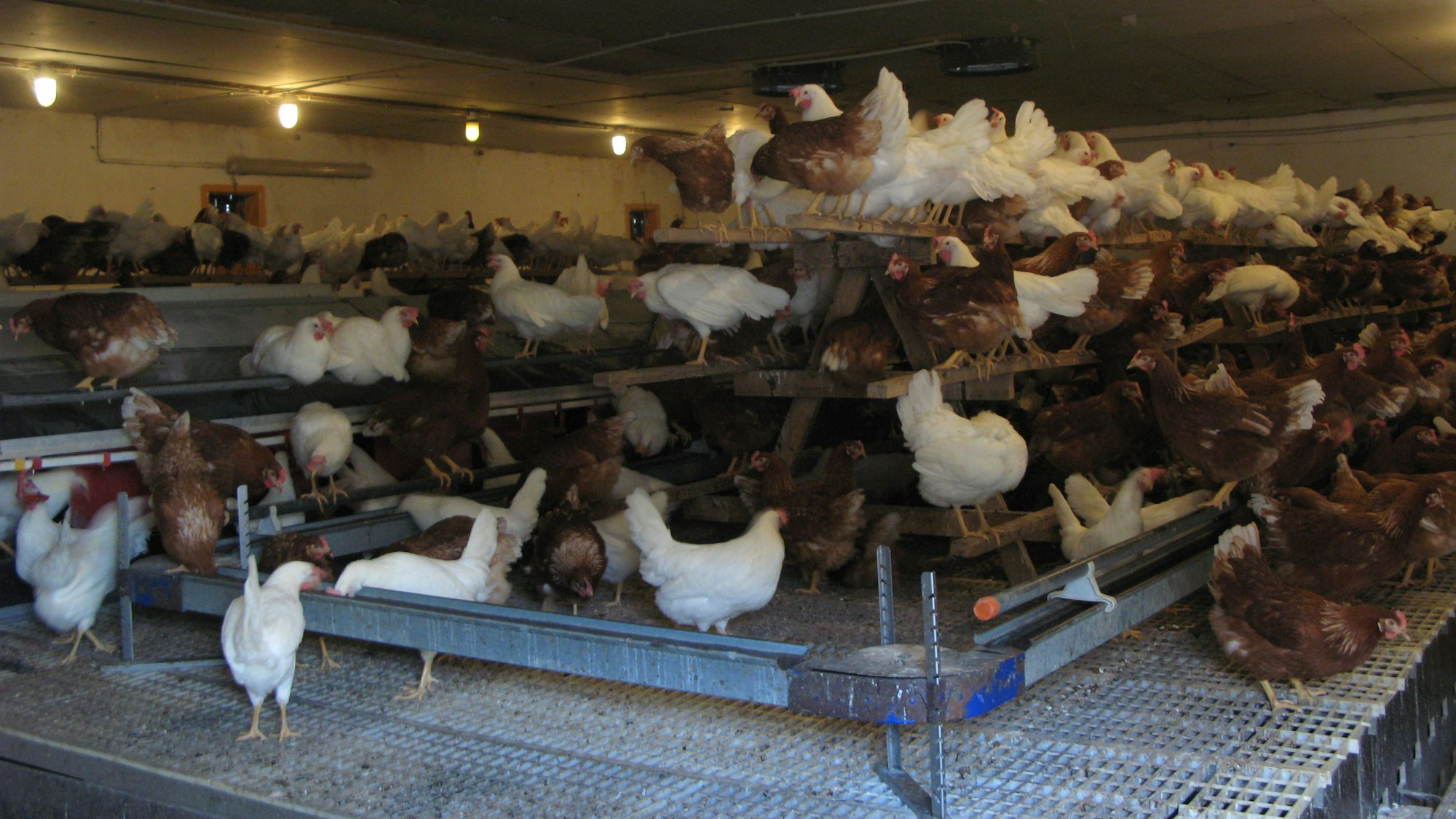 Blick in einen der Hühnerställe: Hier leben die Hennen in Bodenhaltung, daneben gibt es Mobilställe für die Freilandhaltung.