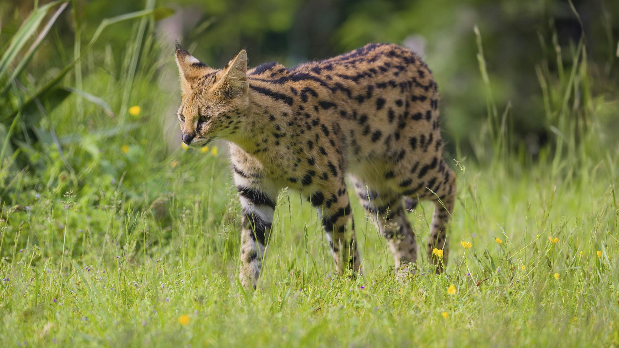 Ein männlicher Serval, Leptailurus serval, läuft über eine grüne Wiese. Experten rätseln in Rostock über Art der Katze. (Archivbild)
