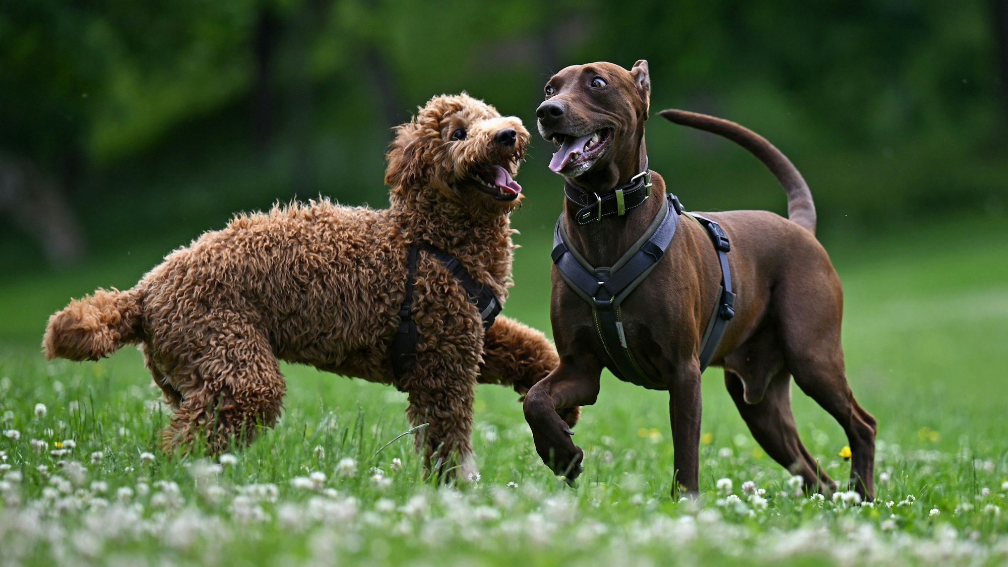 Zwei Hunde laufen auf einer Hundewiese frei herum.