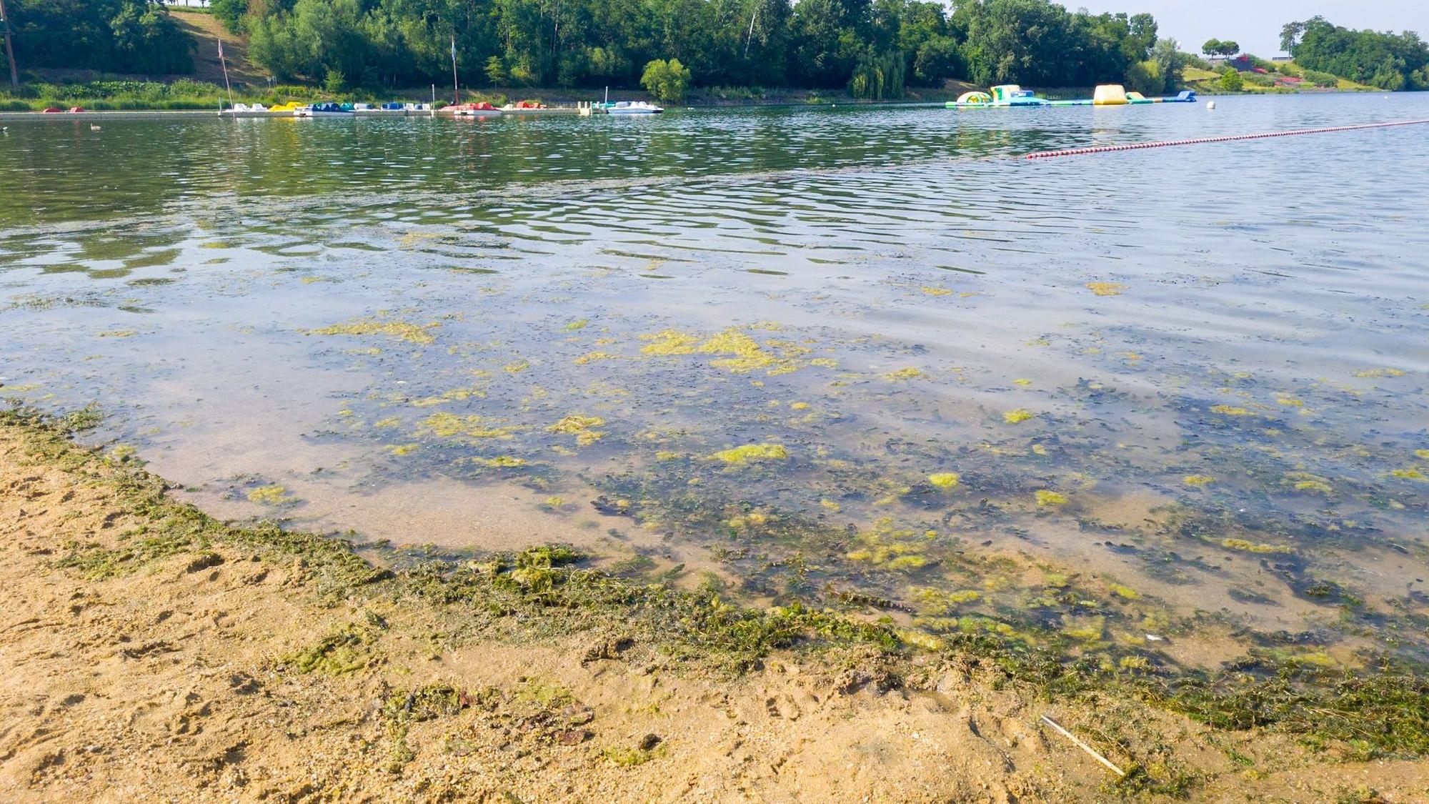 Algen schwimmen im Wasser an der Badestelle im Zülpicher See.