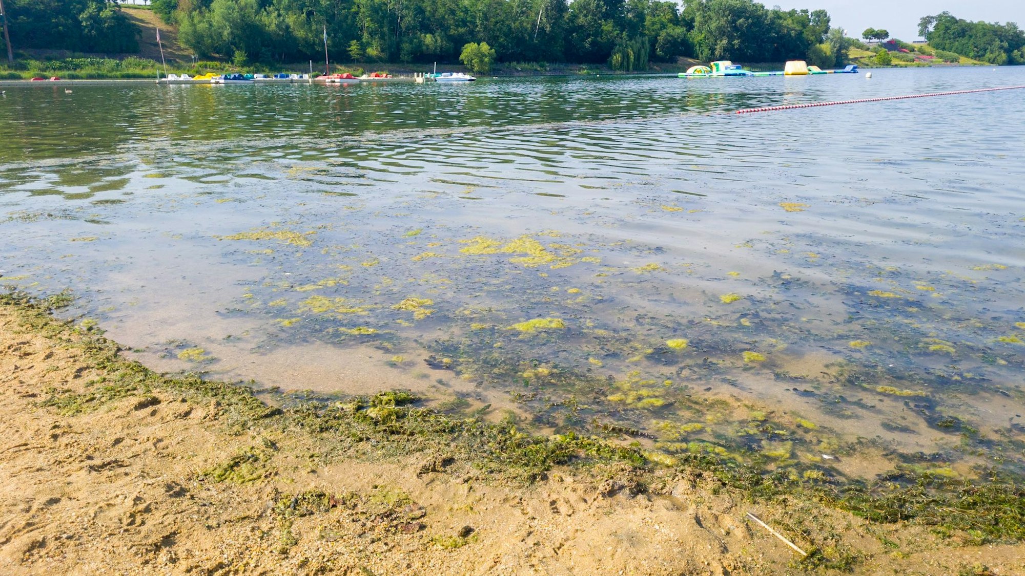 Algen schwimmen im Wasser an der Badestelle im Zülpicher See.