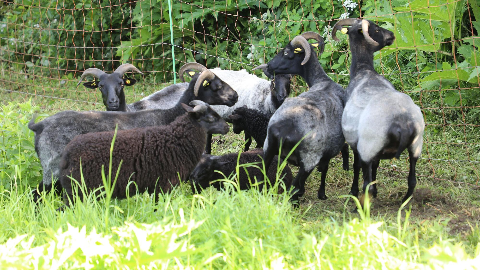 Grau Gehörnte Heidschnucken grasen auf dem Goldplatz am Lüderich bei Overath-Streinenbrück.