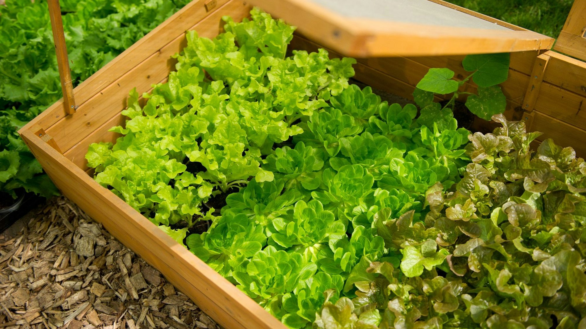 Besser spät als nie: Salate kann man jetzt als Jungpflanzen ins Beet setzen.