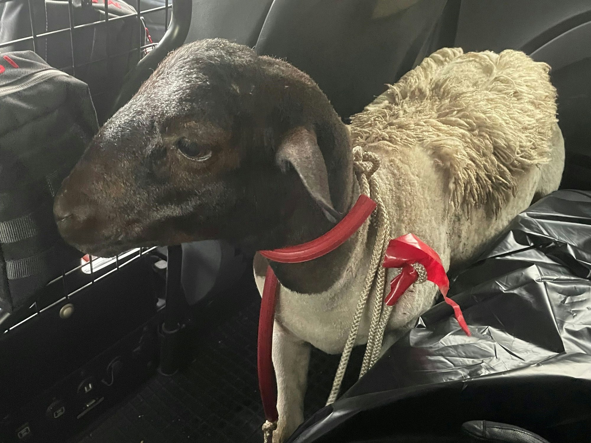 Die Kölner Polizei hat ein Schaf von der Autobahn gerettet.