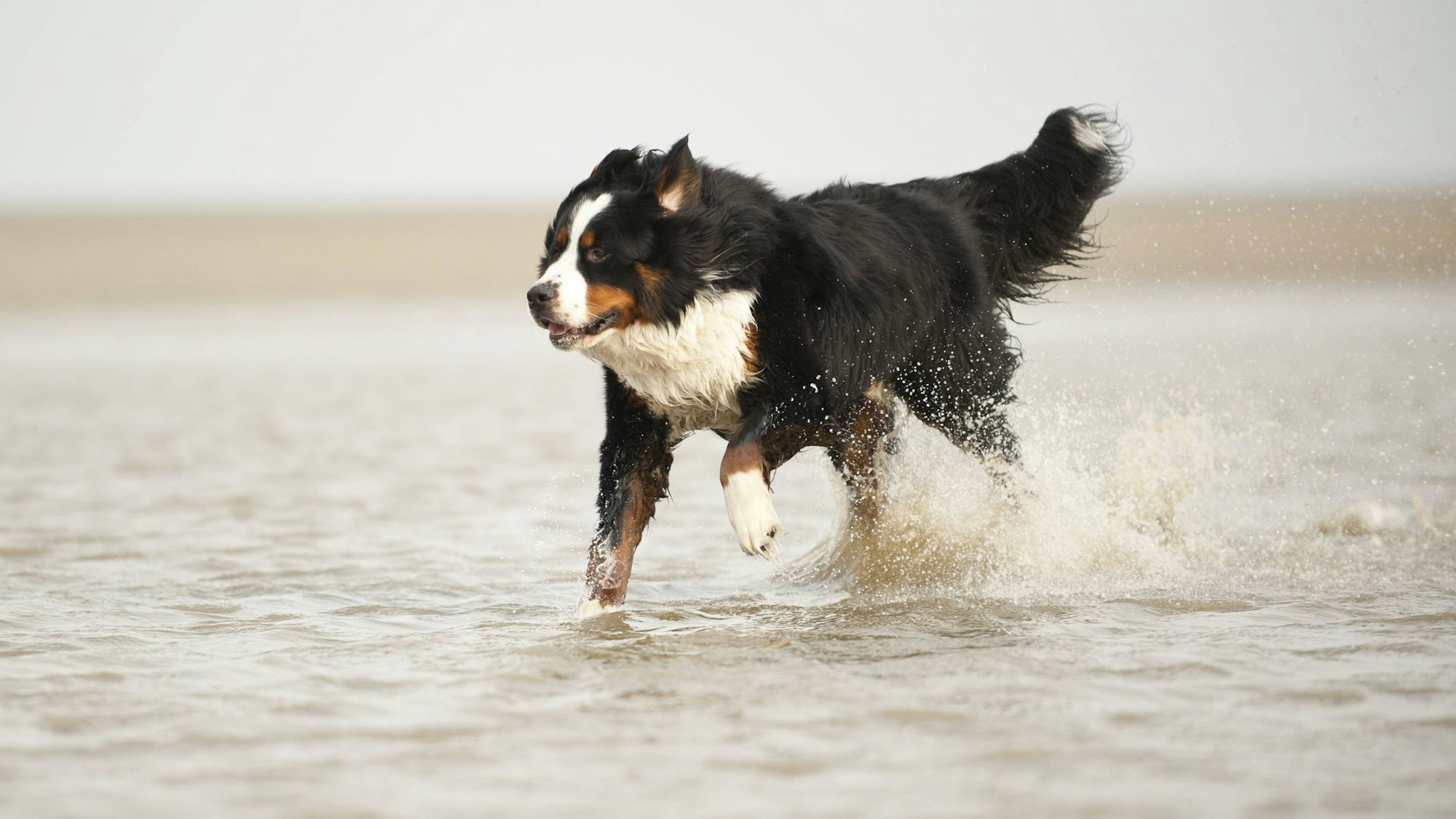 Ein Berner Sennenhund läuft durchs Wasser.