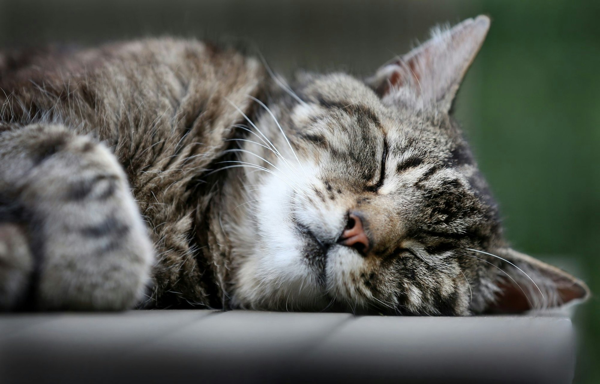 Katzen schlummern einer Studie zufolge am liebsten auf der linken Seite liegend. (Archivbild)