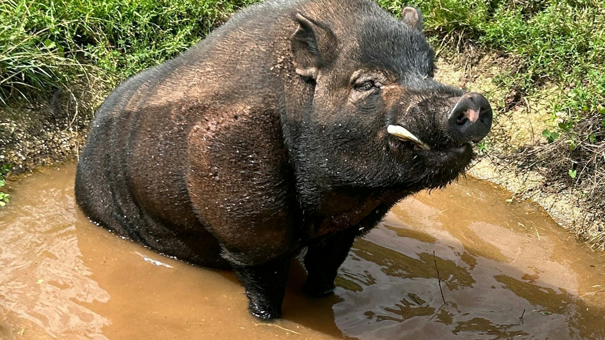 Minischwein Eberhard hockt in einer Schlammpfütze am Tierheim in Mechernich.
