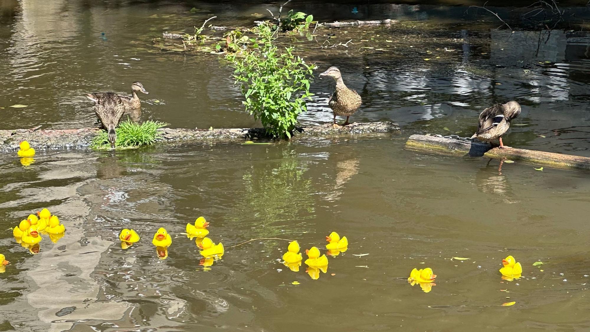 Drei Enten scheinen interessiert mehrere gelbe Gummienten zu beobachten, die neben ihnen schwimmen.