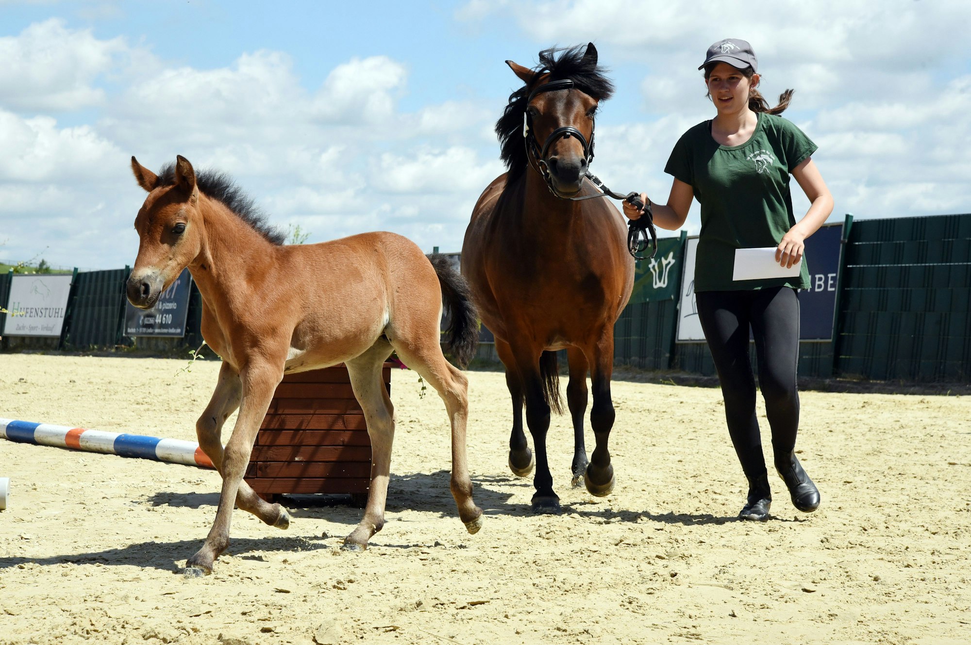 Zwei Fohlen laufen in Begleitung auf dem Platz herum