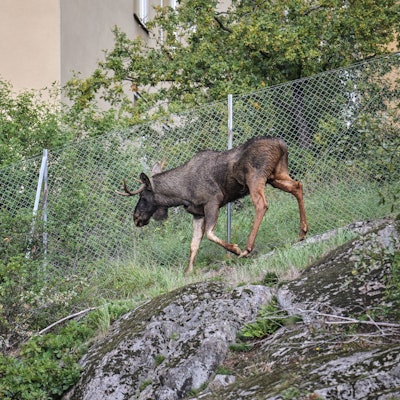 STOCKHOLM 2023-09-27 En älg har tagit sig in i tunnelbanetunneln mellan Varberg och Varby gard i Stockholm. Tunnelbanetrafiken mellan stationerna har stoppats. STOCKHOLM SVERIGE SOI x3510x *** STOCKHOLM 2023 09 27 A moose has entered the subway tunnel between Varberg and Varby gard in Stockholm Subway traffic between the stations has been stopped STOCKHOLM SWEDEN SOI x3510x PUBLICATIONxNOTxINxDENxNORxSWExFIN Copyright: xMagnusxHallgren/DN/TTx ÄLG PA PA VÄG NER PA TUNNELBANESPAR